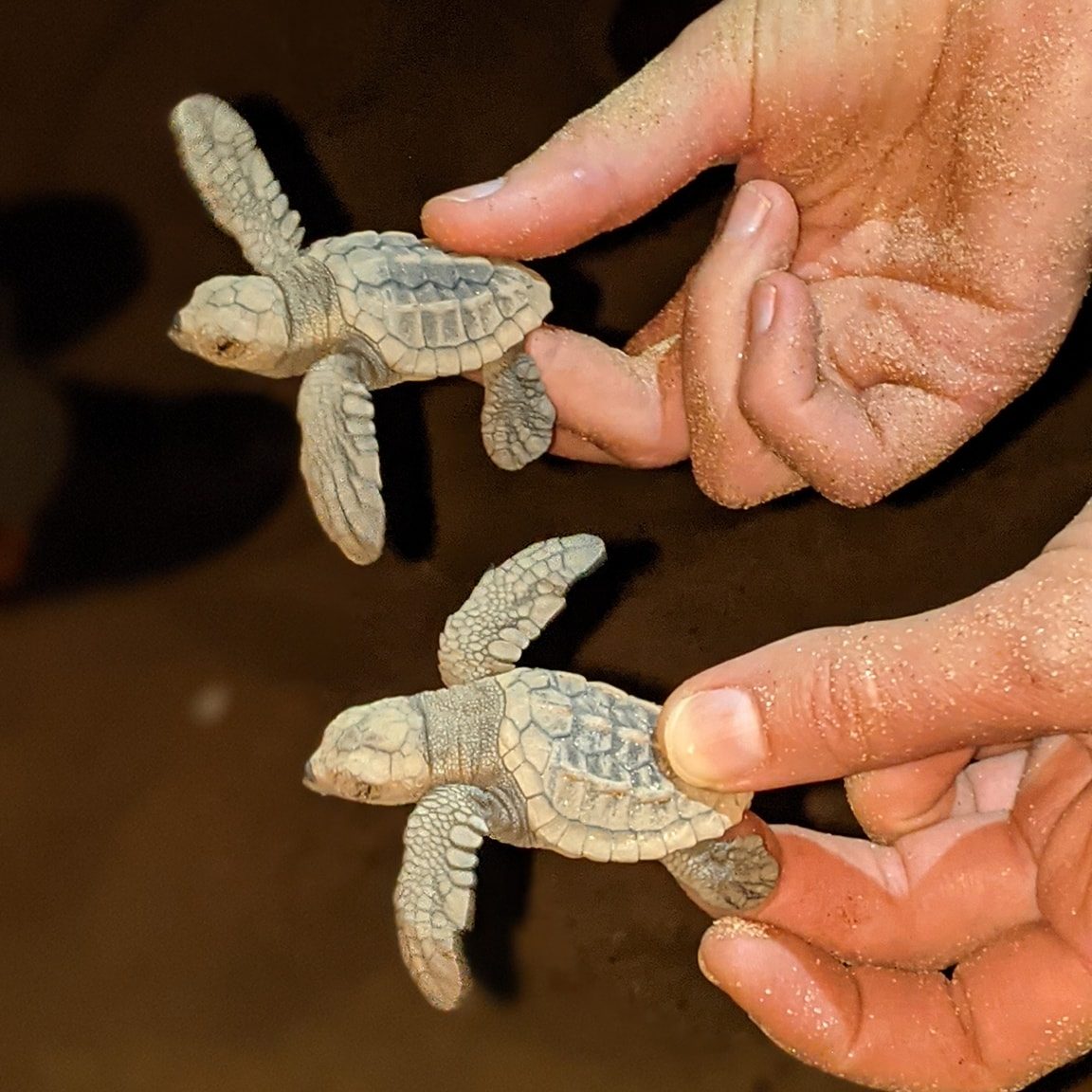 Two hands, each holding a baby loggerhead turtle hatchling covered in sand